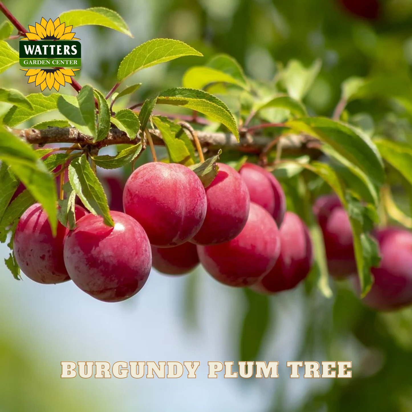 Burgundy plums on a branch with Watters Garden Center logo and text.
