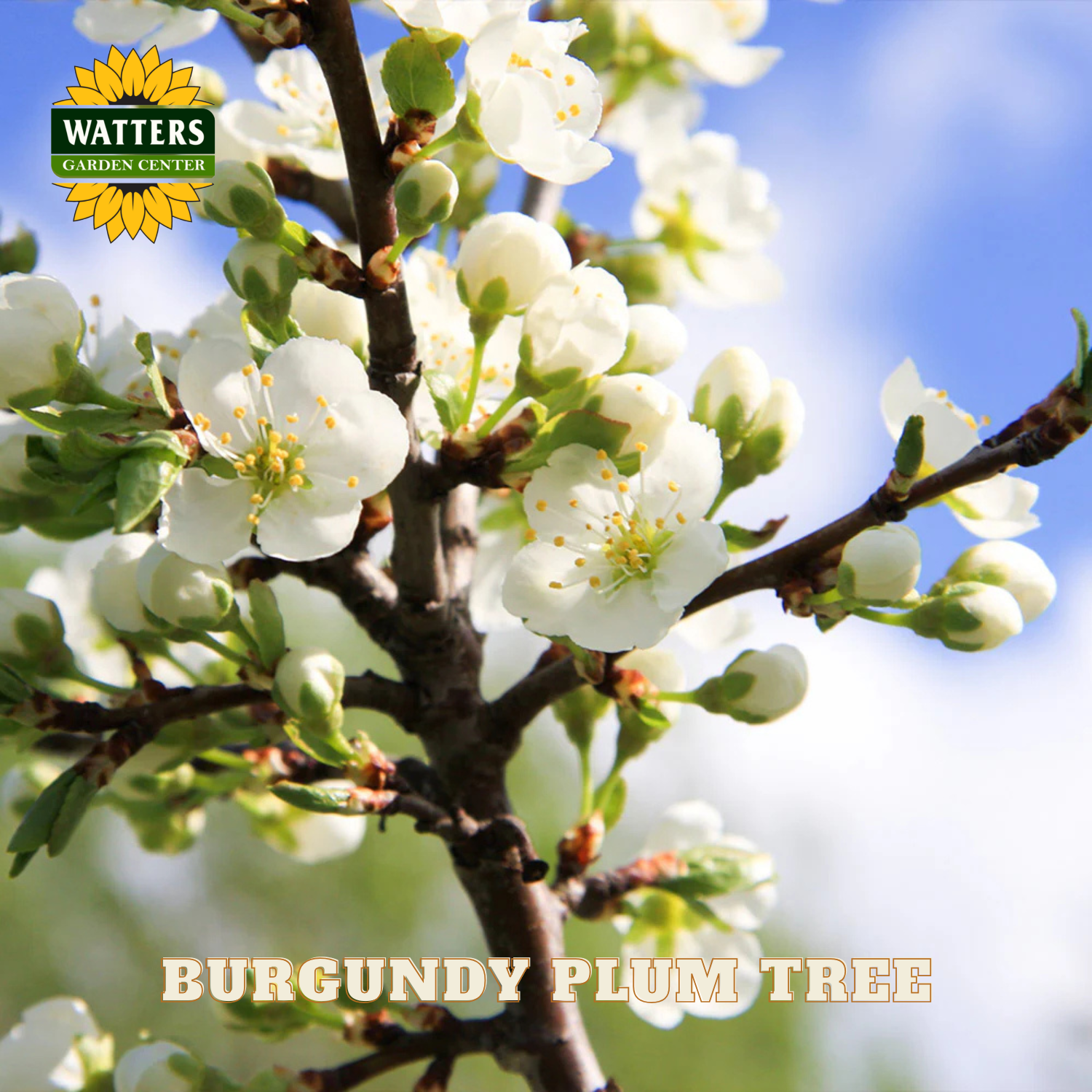 Burgundy plum tree with white flowers against a blue sky, featuring Watters Garden Center logo.