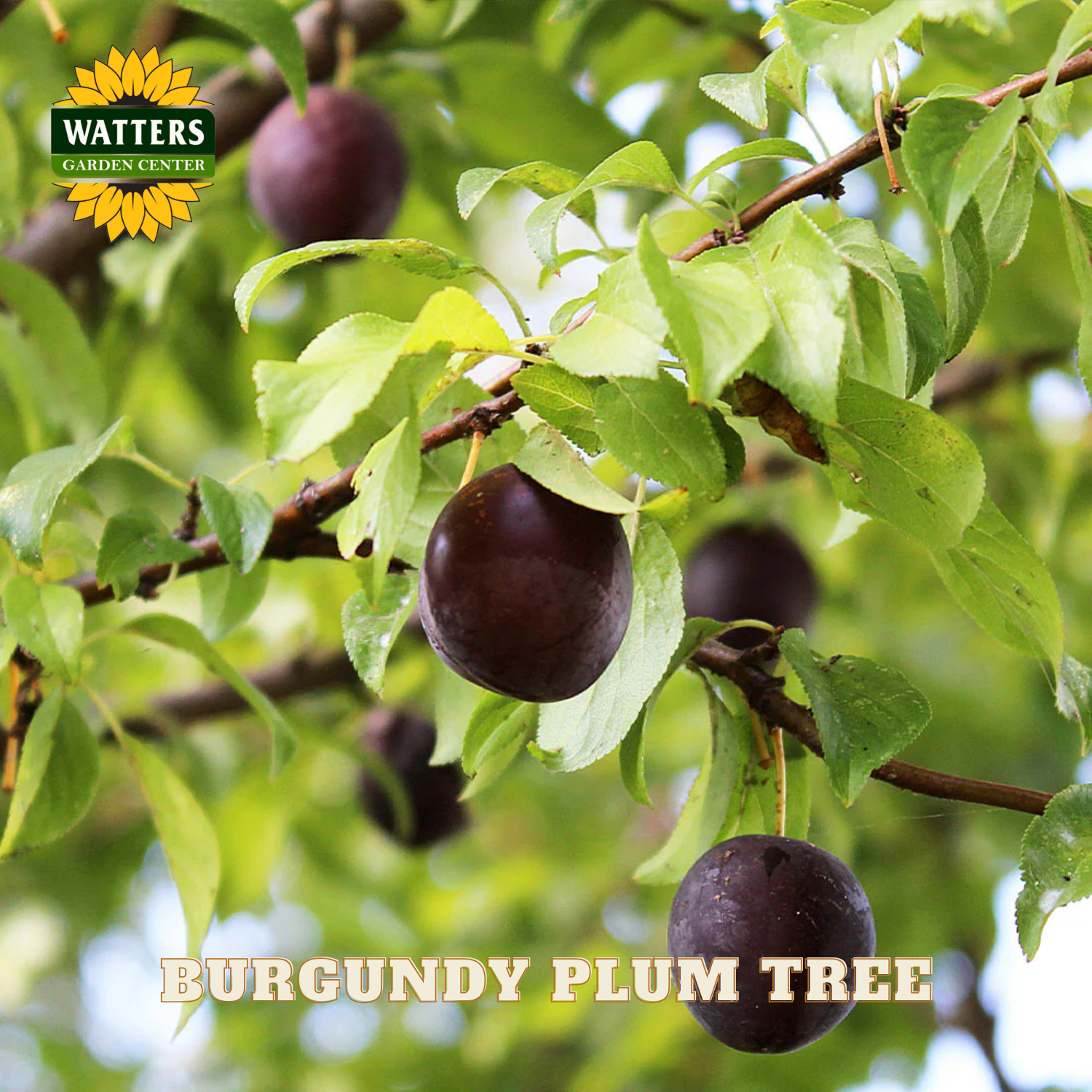 Plum tree with fruits and leaves, branded with Watters Garden Center.