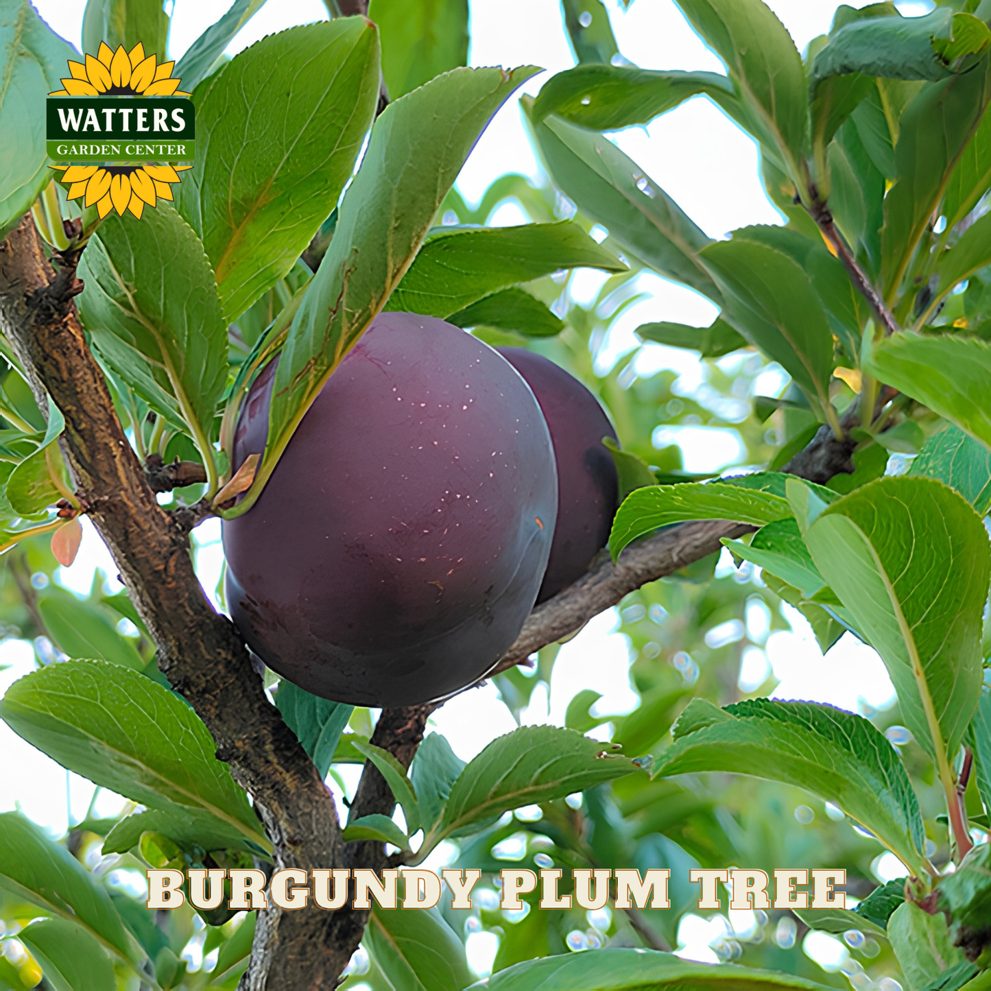 Burgundy plums on a branch with green leaves, labeled 'Watters Garden Center'.