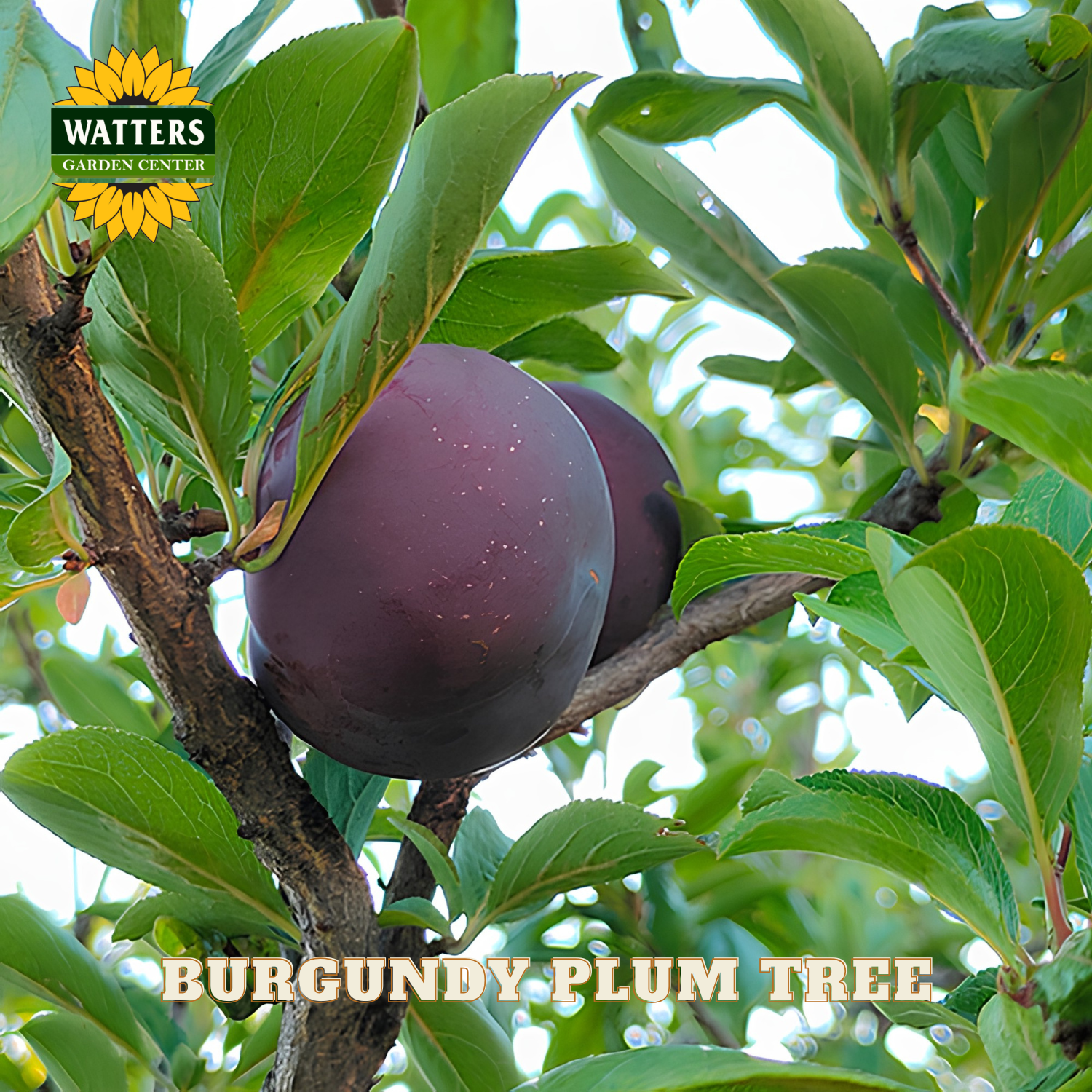 Burgundy plums on a branch with green leaves, labeled 'Watters Garden Center'.