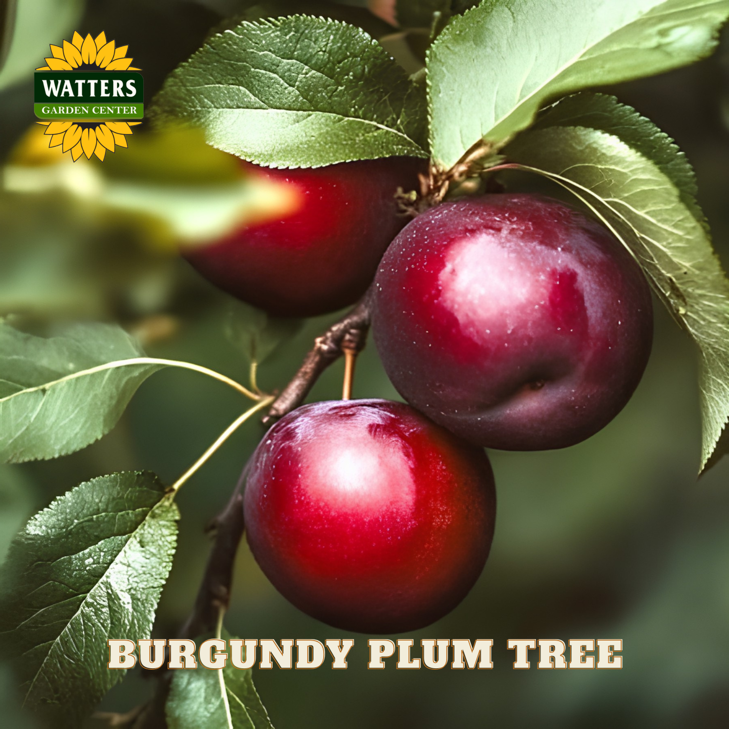 Burgundy plums on a branch with Watters Garden Center logo.