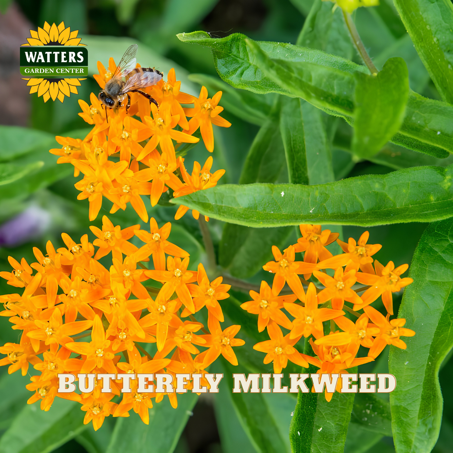 Bright orange butterfly milkweed flowers with green leaves and a bee on one bloom, with the text 'BUTTERFLY MILKWEED' and a 'WATTERS GARDEN CENTER' logo.