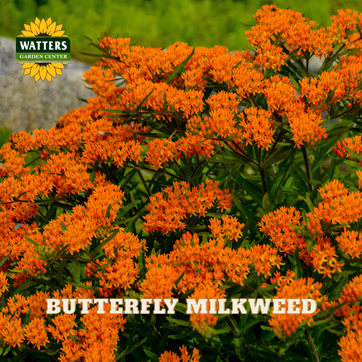 A close-up of bright orange butterfly milkweed flowers with green foliage, shown outdoors with a Watters Garden Center logo in the top left and the text 'BUTTERFLY MILKWEED' across the bottom.