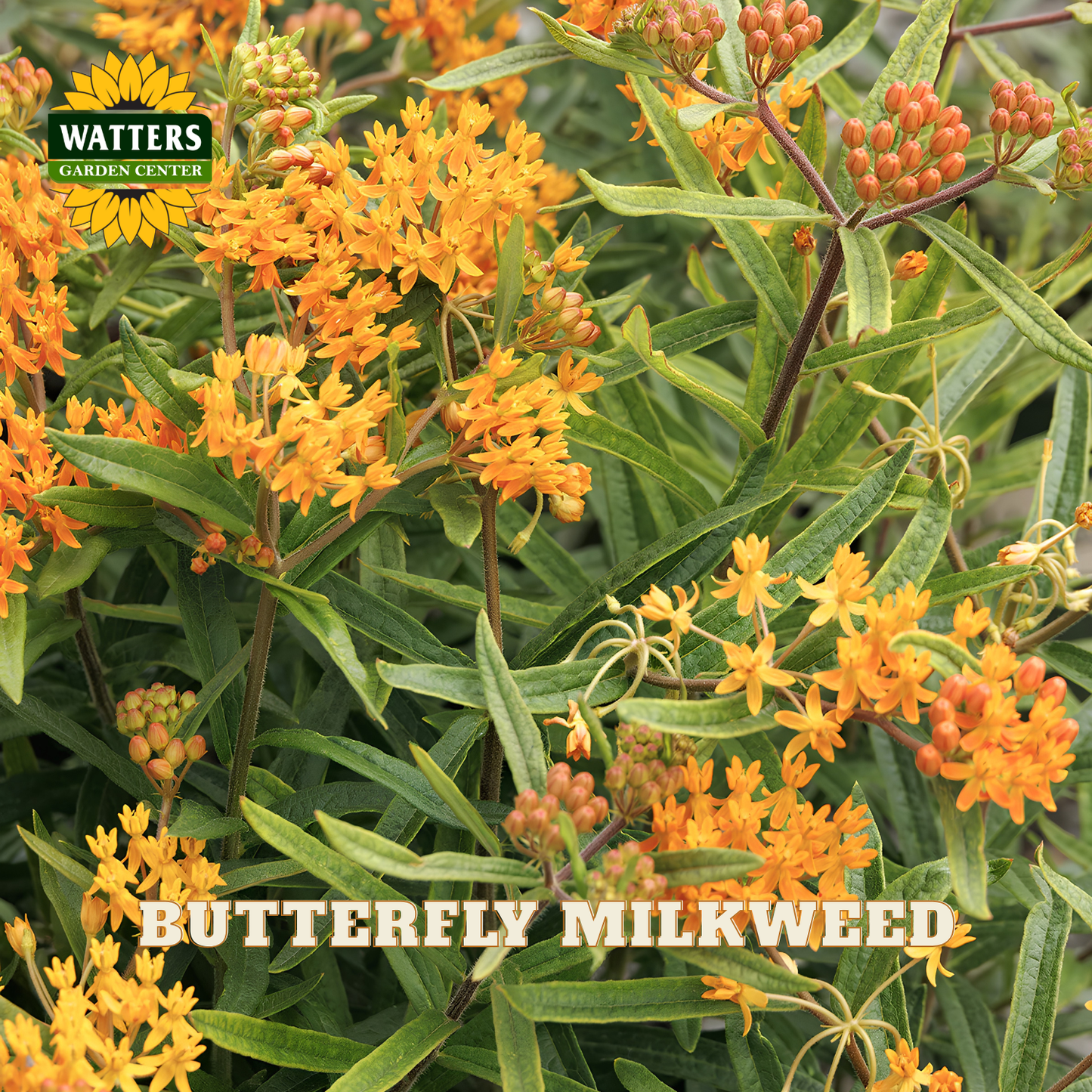 Close-up of butterfly milkweed plants with bright orange flowers and green leaves, with a Watters Garden Center logo and the text 'BUTTERFLY MILKWEED' overlaid.