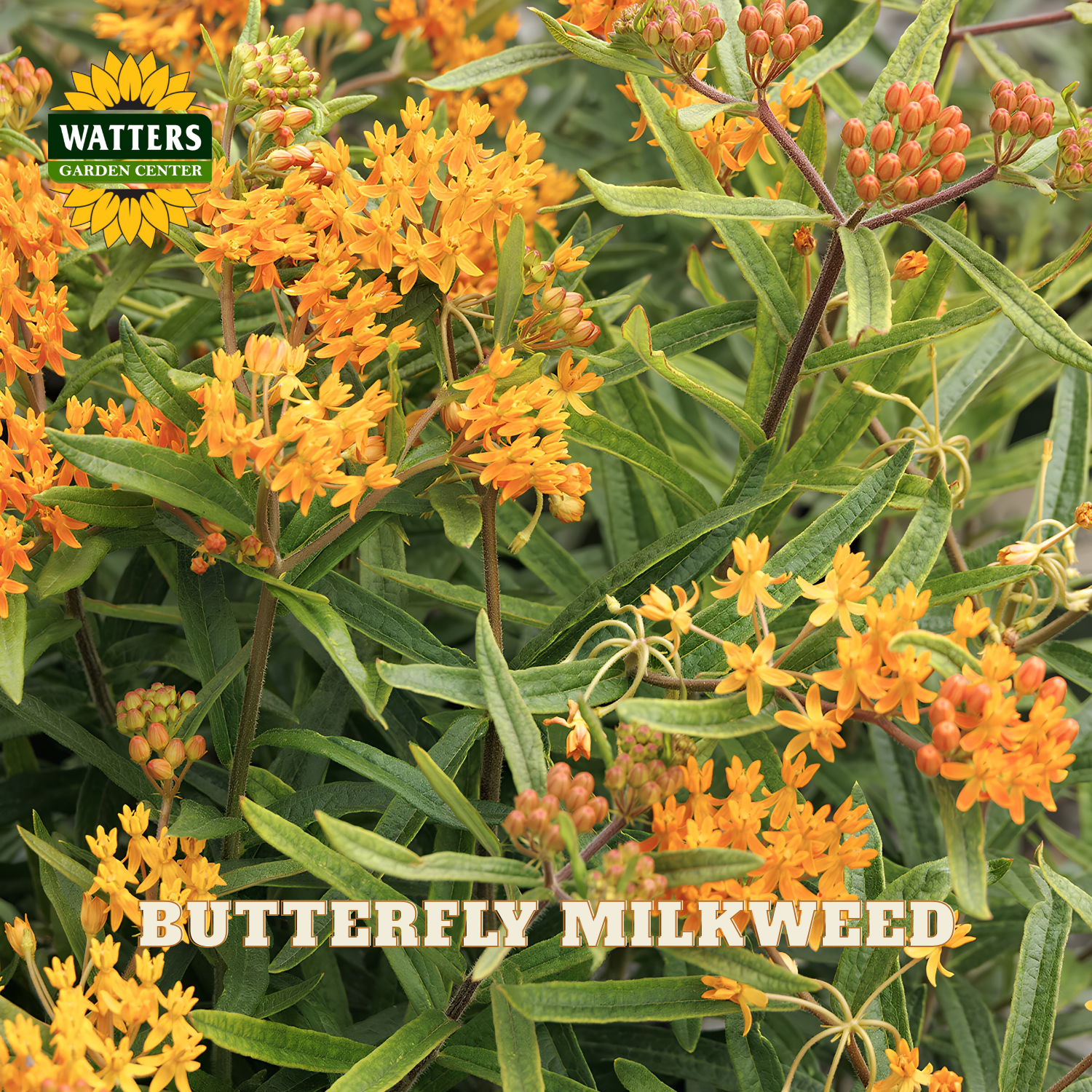 Close-up of butterfly milkweed plants with bright orange flowers and green leaves, with a Watters Garden Center logo and the text 'BUTTERFLY MILKWEED' overlaid.