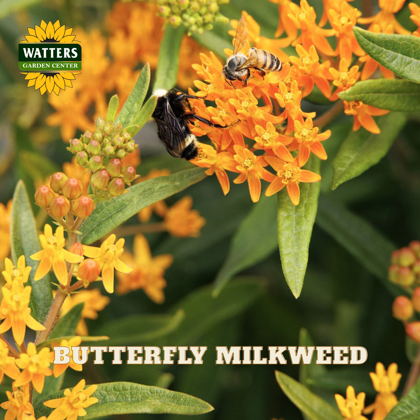 Butterfly milkweed plant with bright orange flowers and green leaves, shown with a bumblebee and a Watters Garden Center logo in the top left.