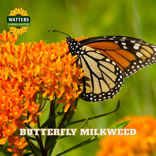 A monarch butterfly perched on bright orange butterfly milkweed flowers, with the Watters Garden Center logo and the text 'BUTTERFLY MILKWEED' overlaid on the photo.