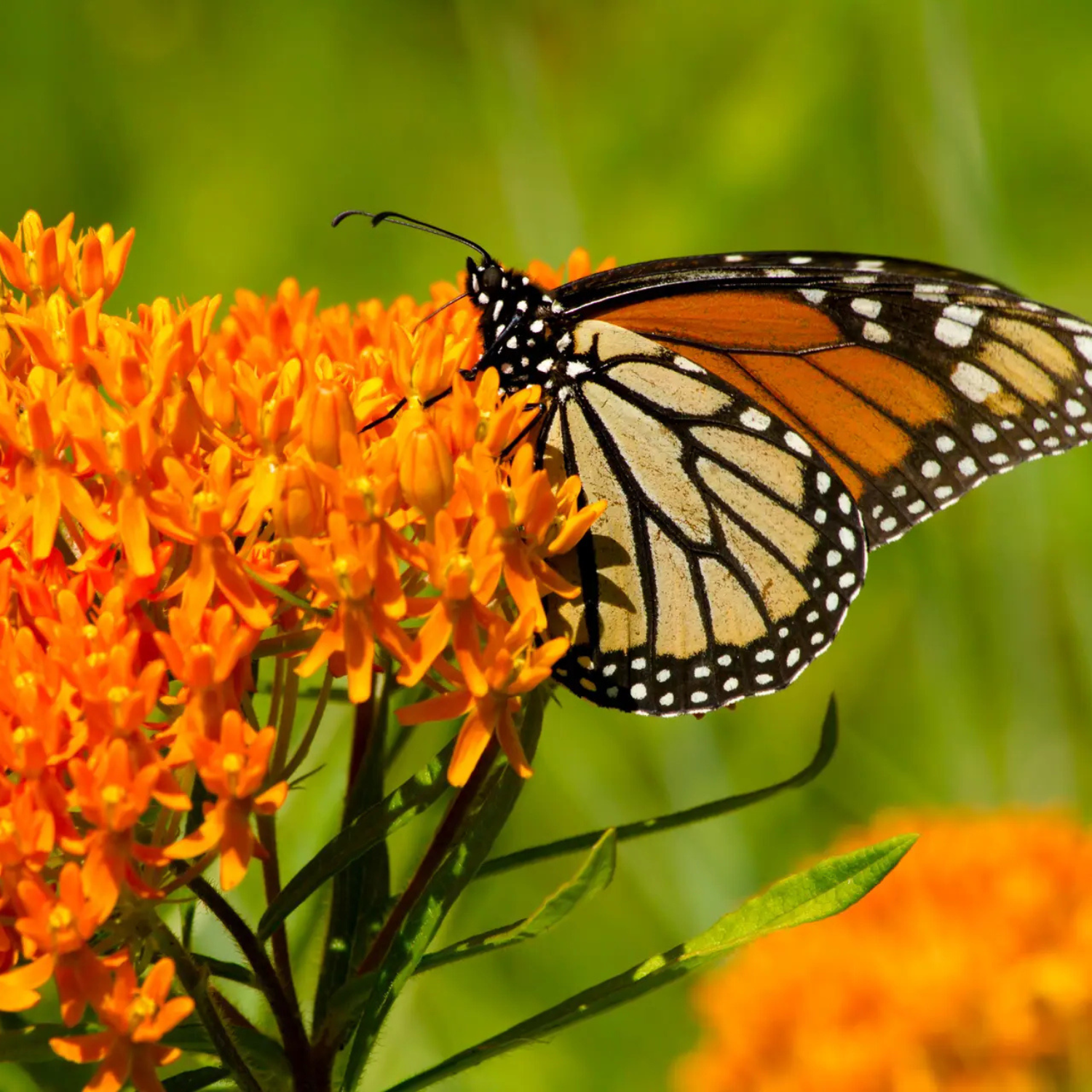 A close-up photograph of a monarch butterfly perched on bright orange butterfly flowers against a soft green blurred background.