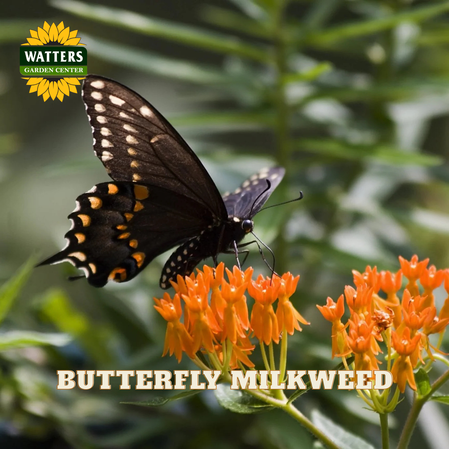 A butterfly perched on bright orange milkweed flowers, with the Watters Garden Center logo in the top left and the text 'BUTTERFLY MILKWEED' across the bottom.