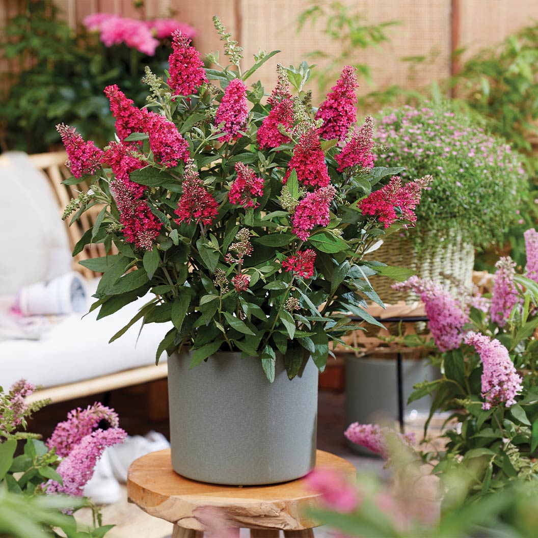 HOT RASPBERRY BUTTERFLY BUSH 3gal