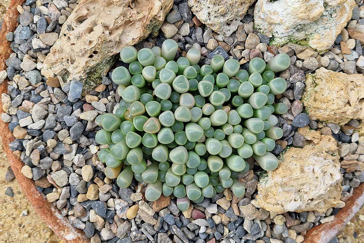 Baby Toes Succulent