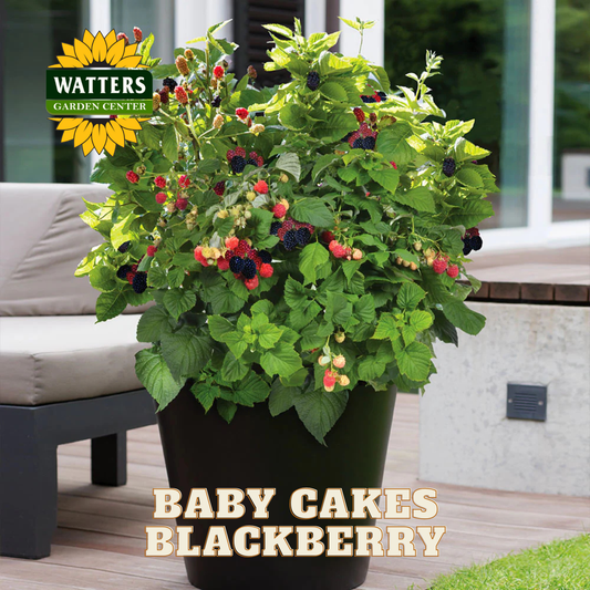 Baby Cakes Blackberry - 1 gal
