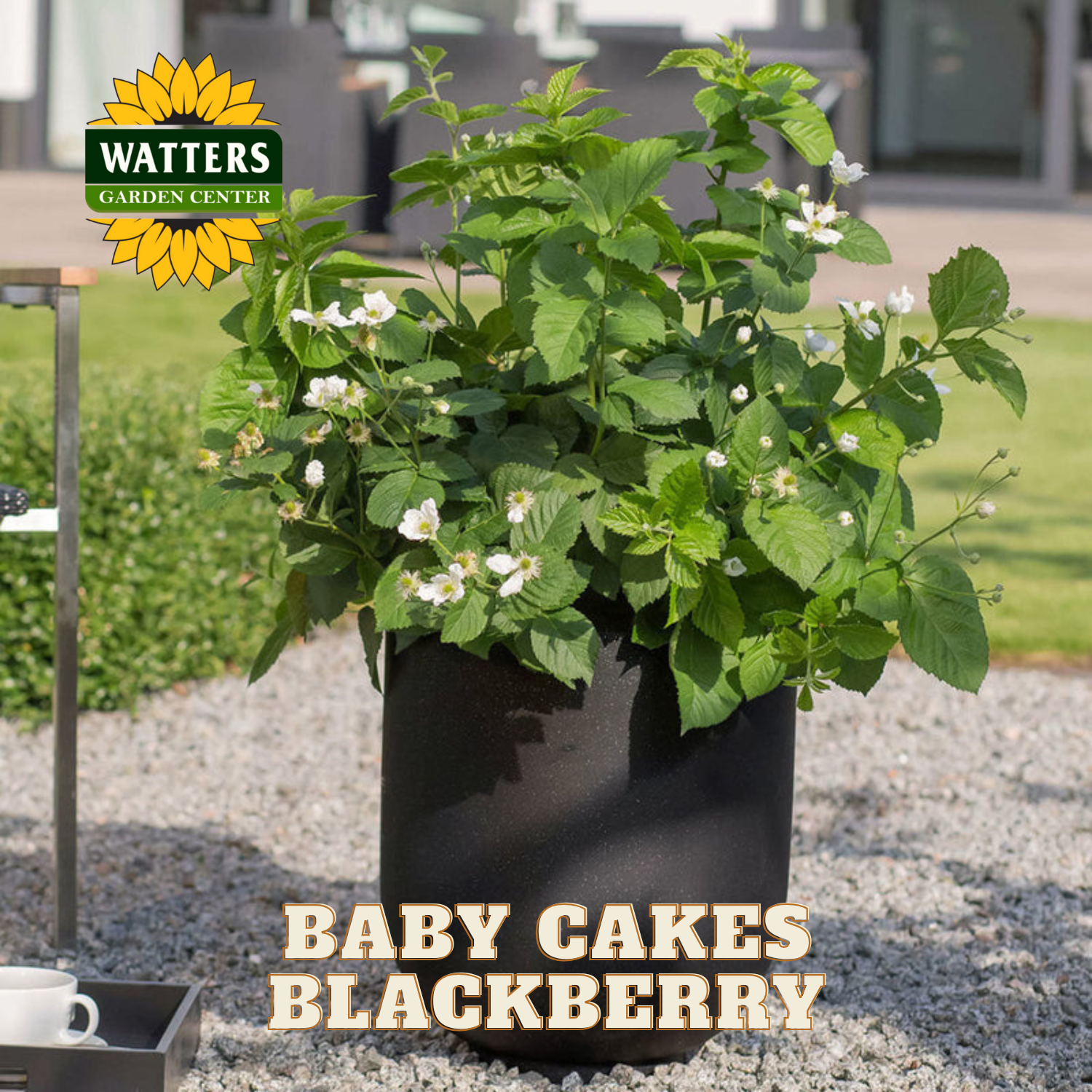blackberry plant in a pot Baby Cakes Blackberry