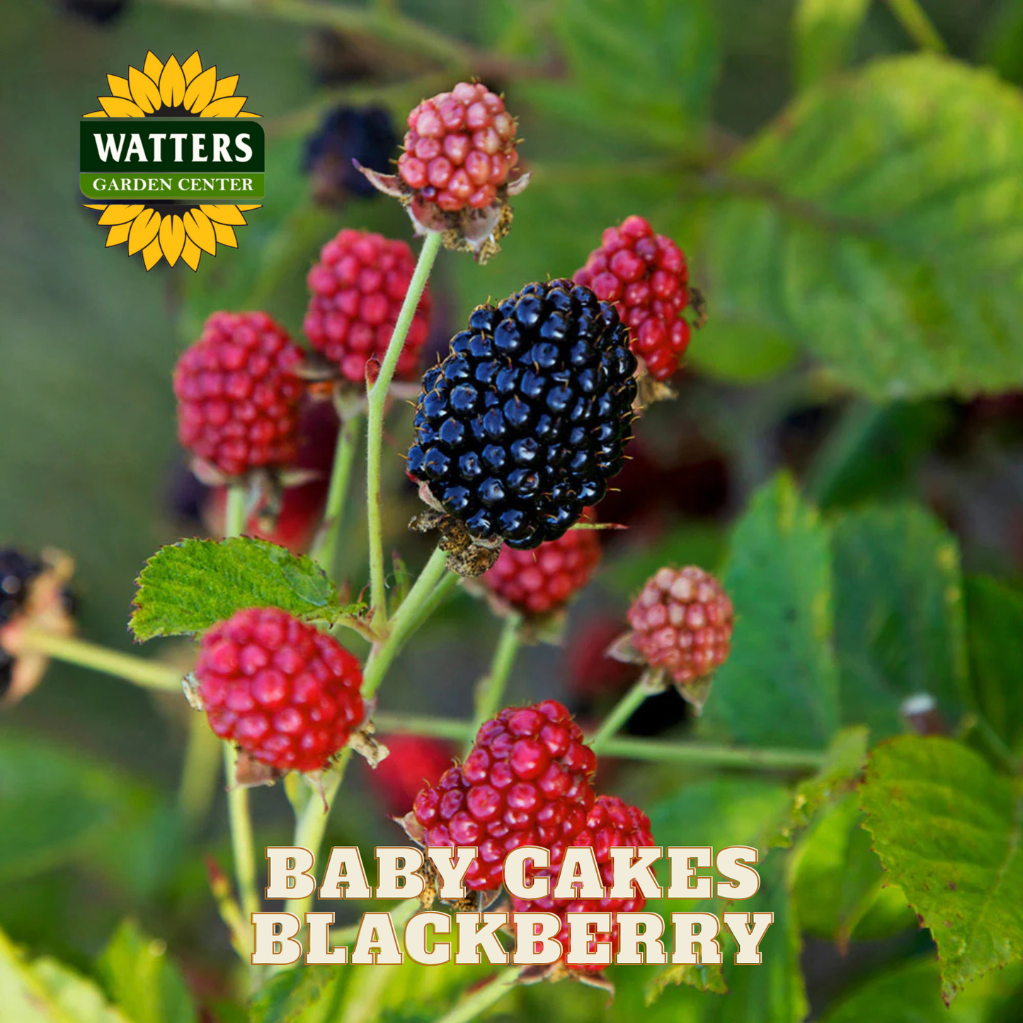 Baby Cakes Blackberry - 1 gal