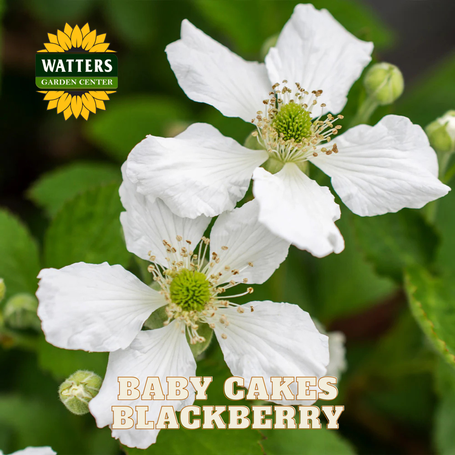 Baby Cakes Blackberry - 1 gal