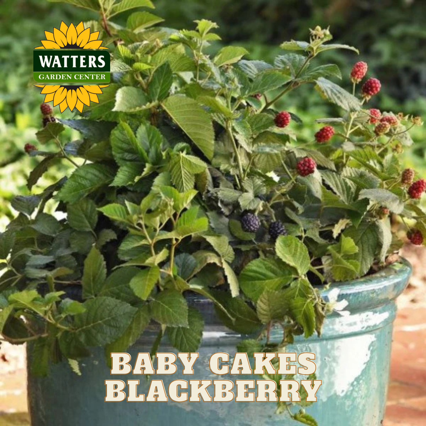 Baby Cakes Blackberry - 1 gal