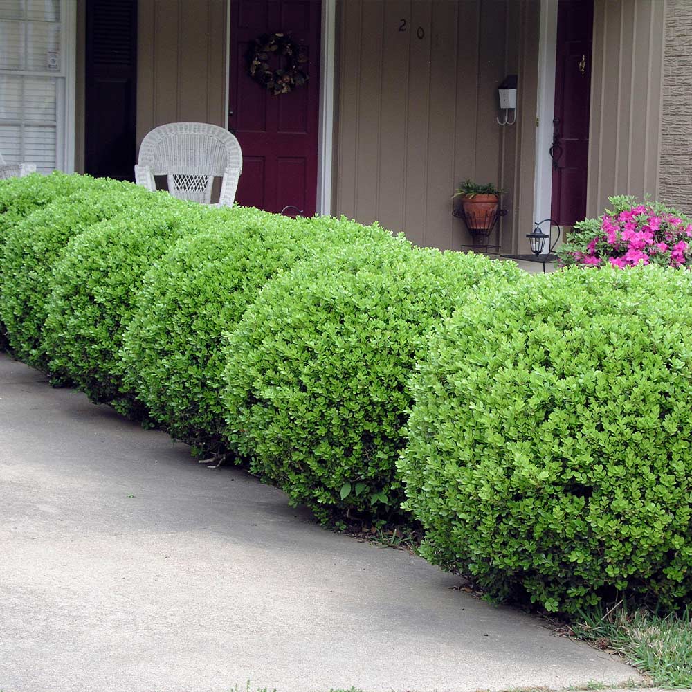 Green Gem Boxwood (Buxus microphylla 'Green Gem') - 2 gallon 10"