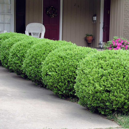 Green Gem Boxwood (Buxus microphylla 'Green Gem') - 2 gallon 10"