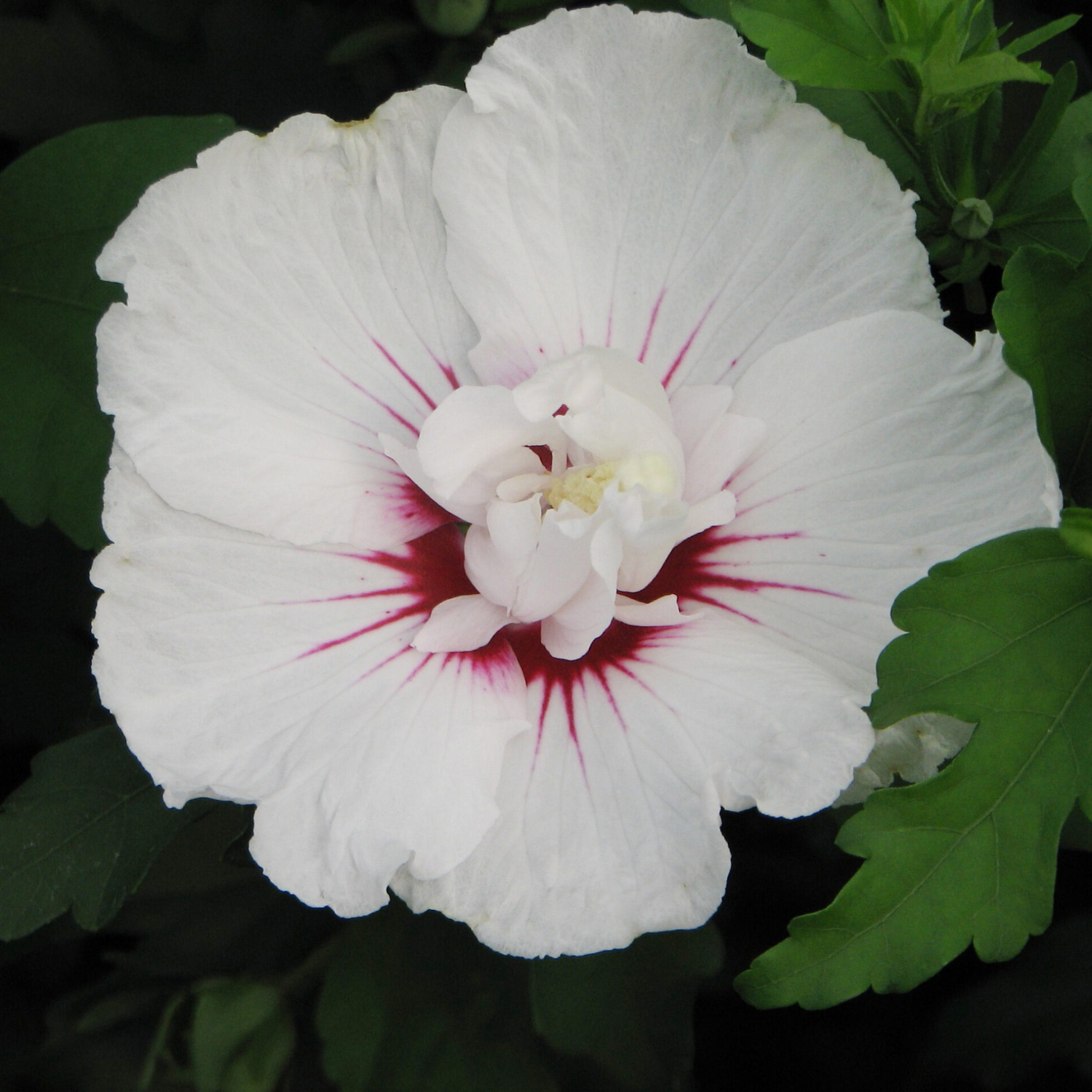 White flower with red center on a dark background