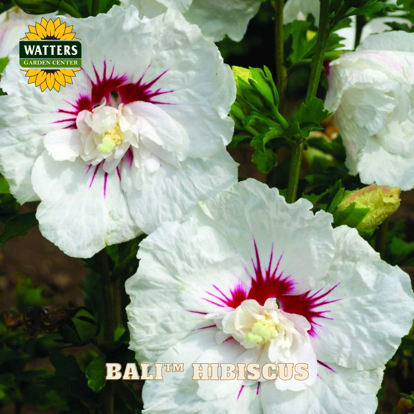 White hibiscus flowers with red centers and Watters Garden Center branding.