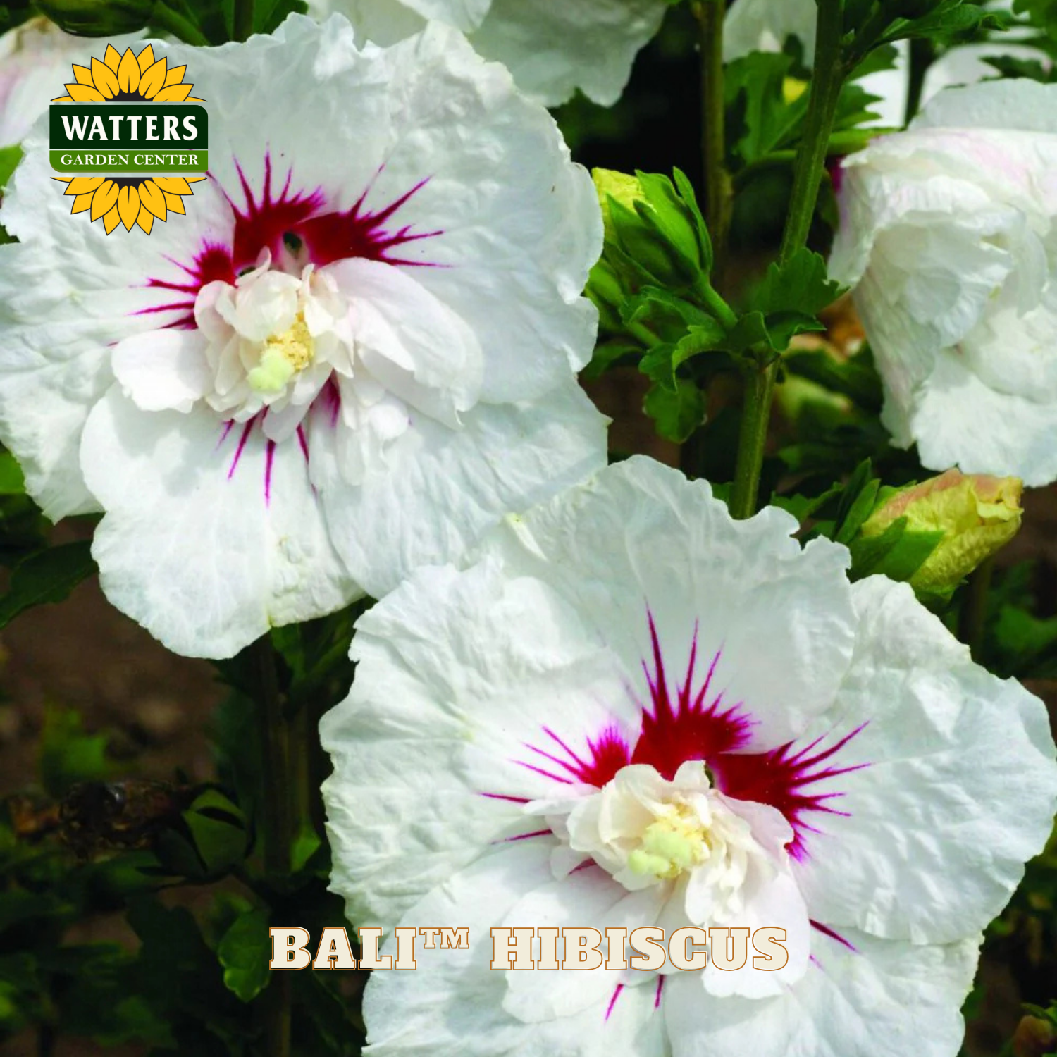 White hibiscus flowers with red centers and Watters Garden Center branding.