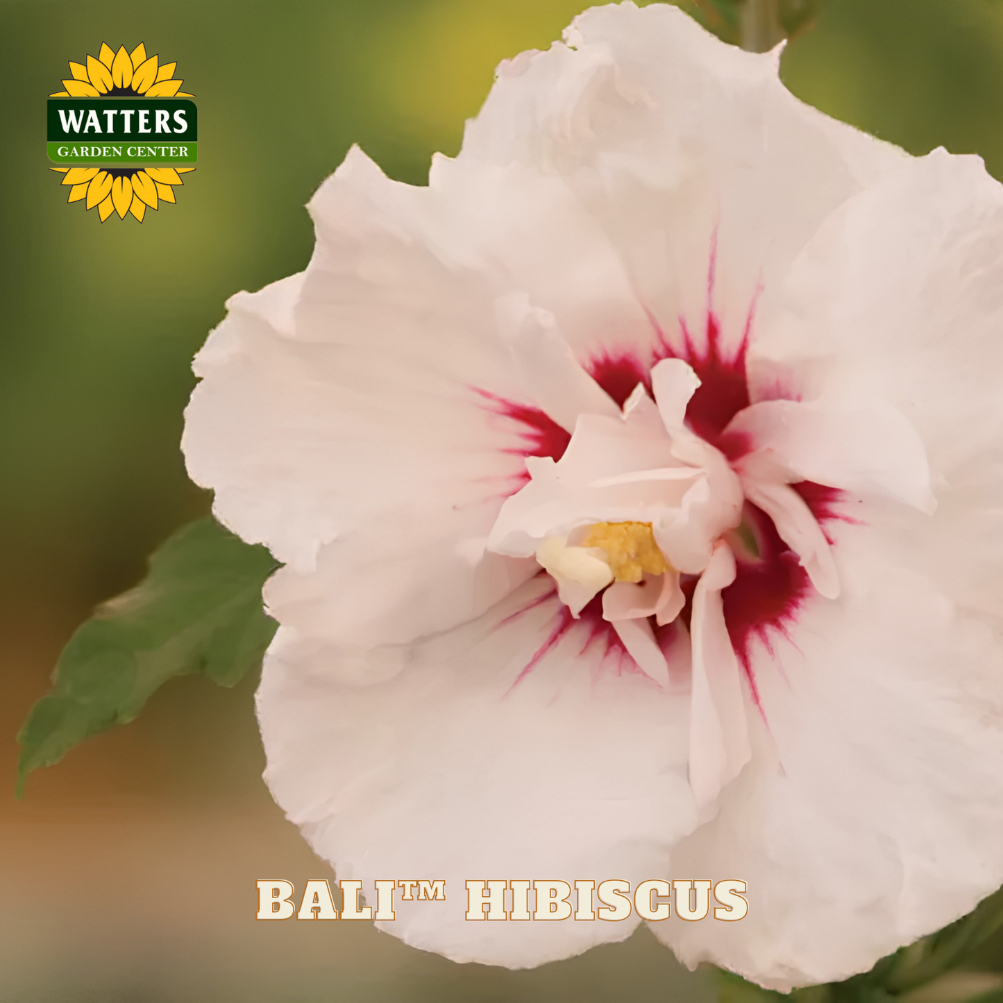 Close-up of a pink hibiscus flower with a Watters Garden Center logo in the corner.