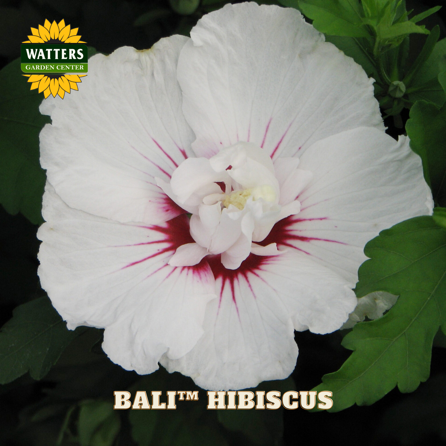 White hibiscus flower with red center on green leaves, Watters Garden Center branding visible.