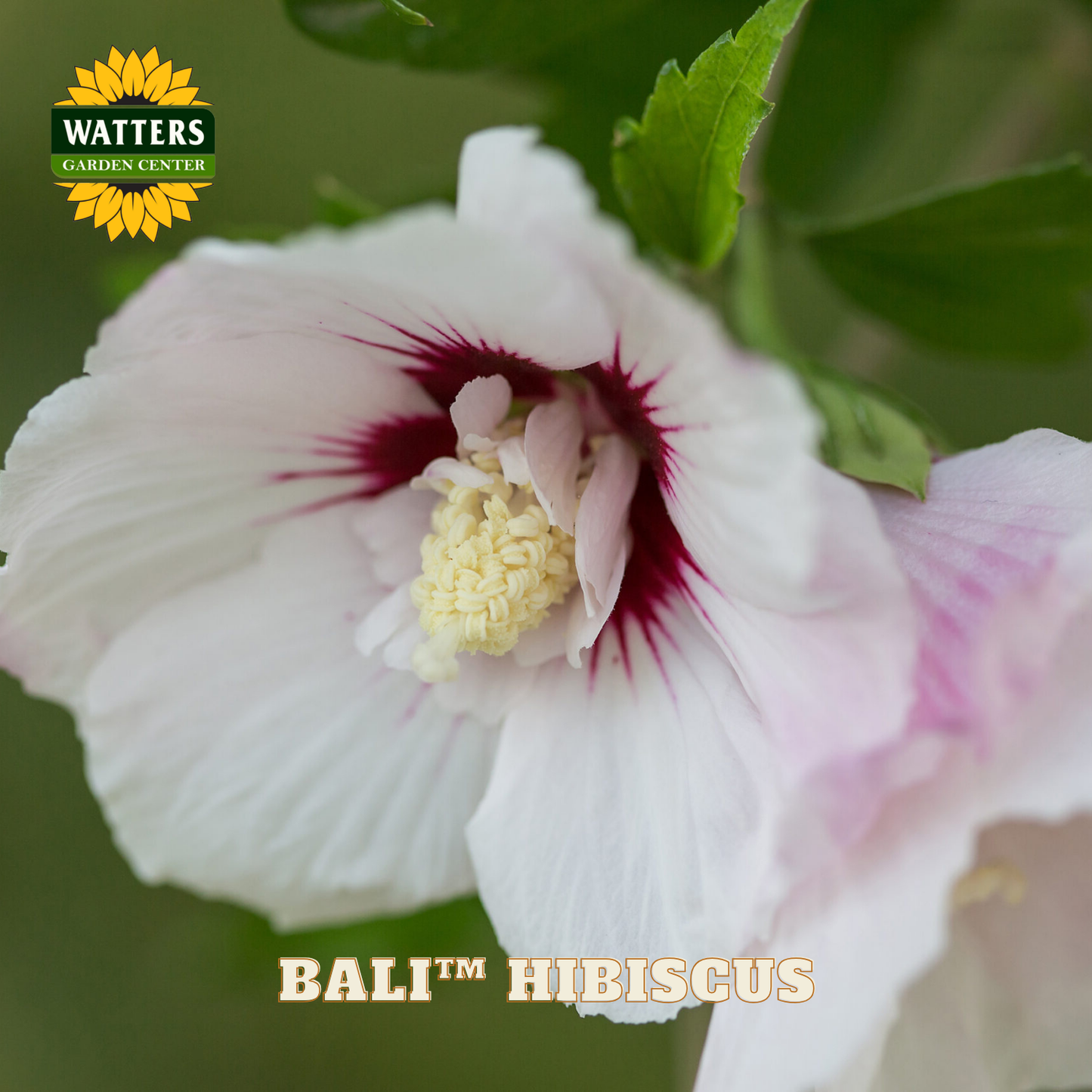Close-up of a white and pink hibiscus flower with green leaves, featuring Watters Garden Center branding.