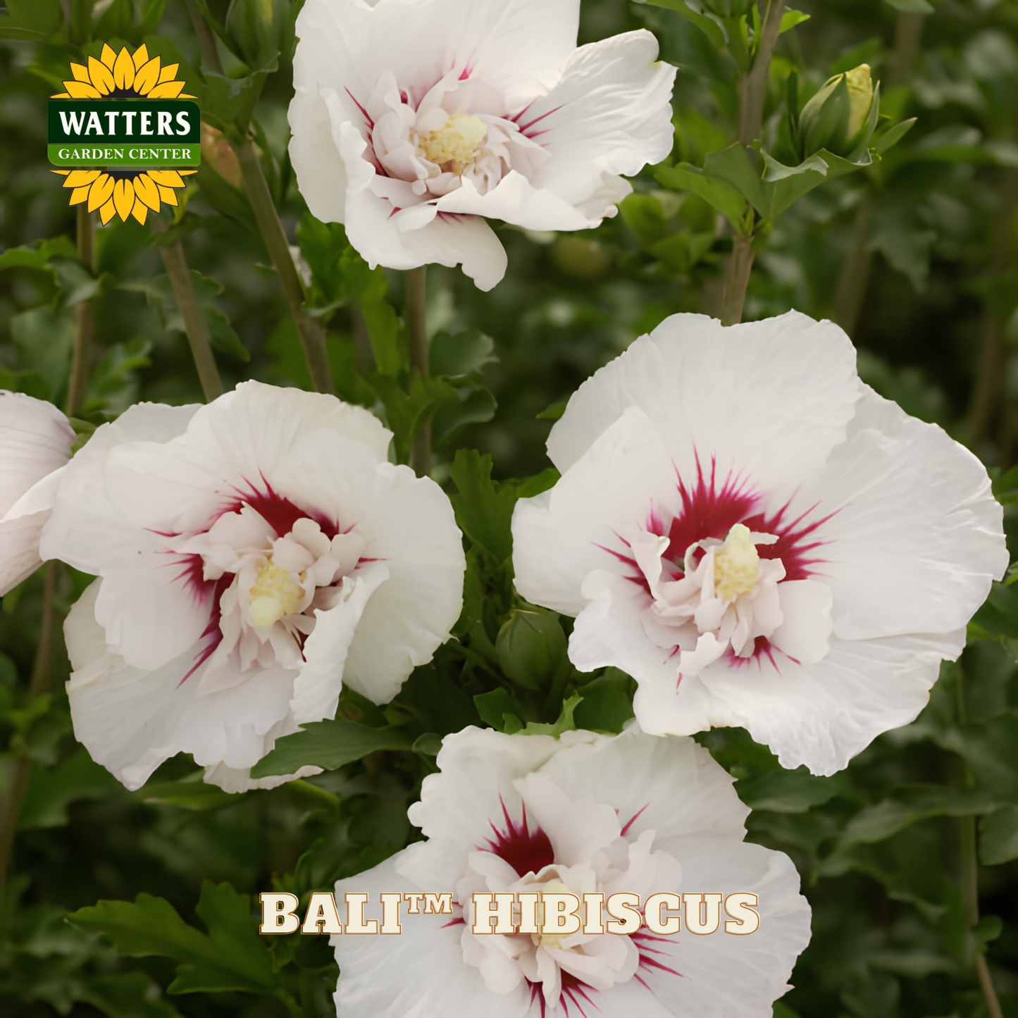 White hibiscus flowers with red centers and green leaves, featuring Watters Garden Center branding.