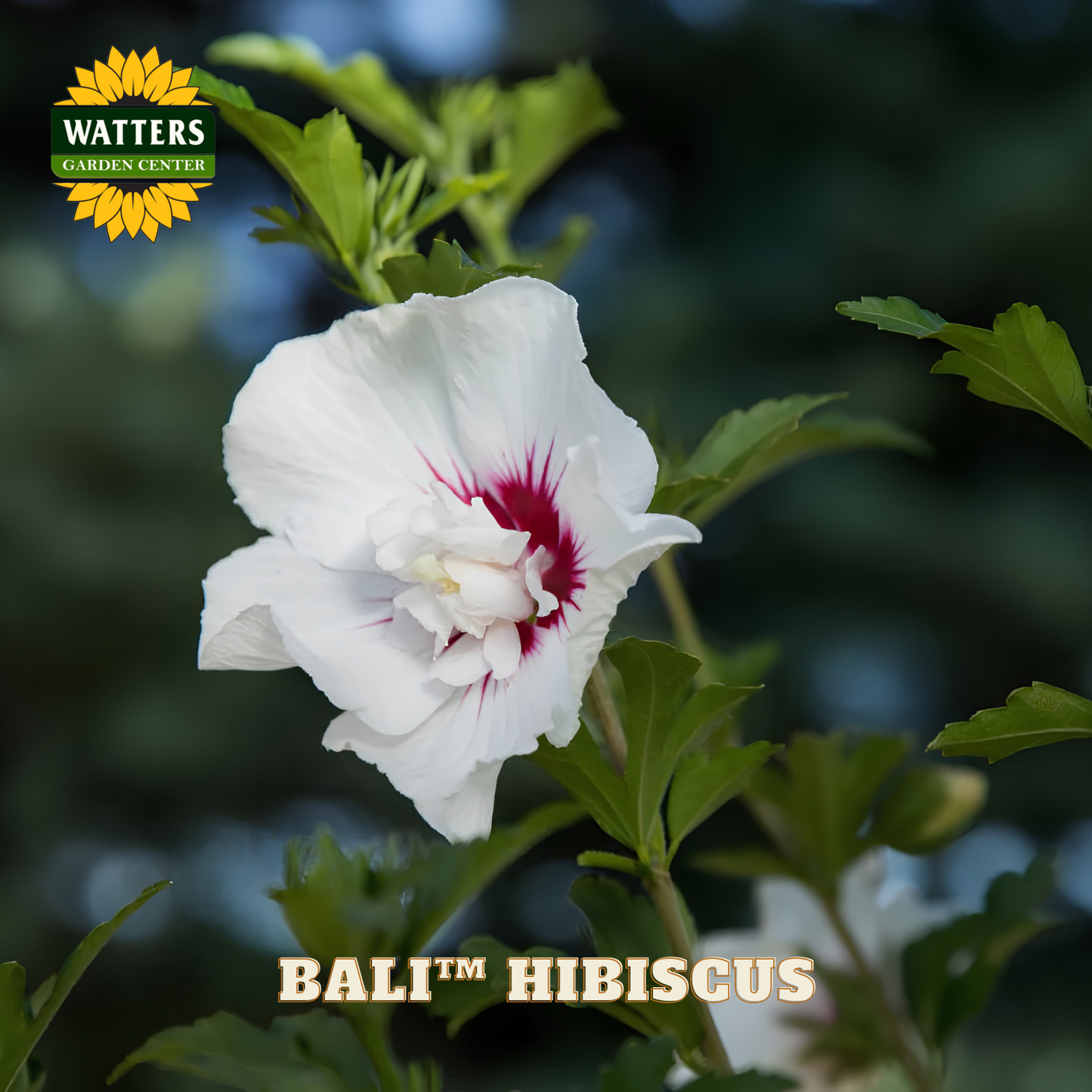 White hibiscus flower with red center on a blurred green background, featuring Watters Garden Center logo.