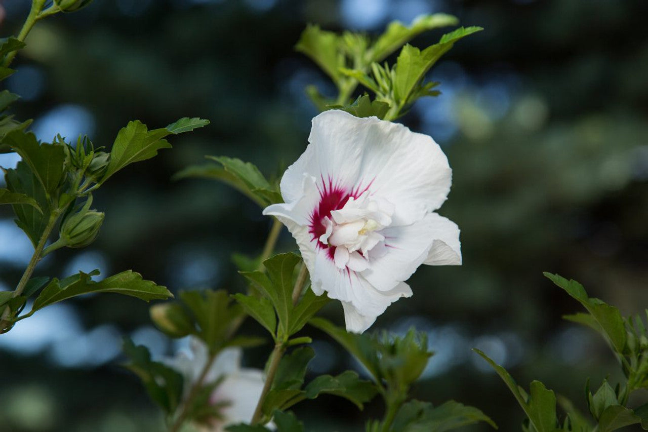 BALI ROSE OF SHARON 2gal
