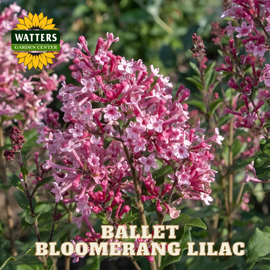 Ballet Bloomerang Lilac with Watters Garden Center logo