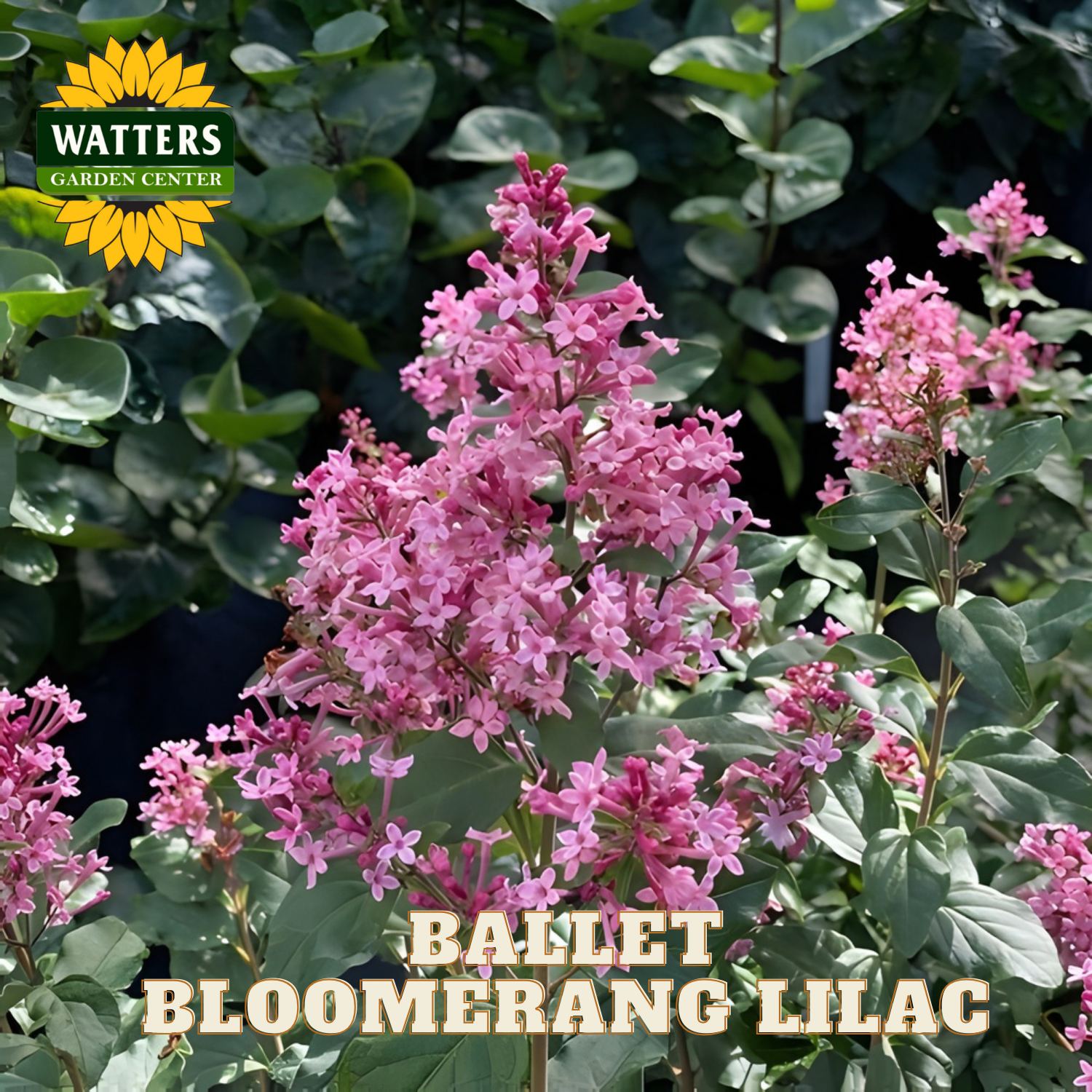 Ballet Bloomerang Lilac plant with pink flowers and green leaves, branded with Watters Garden Center.