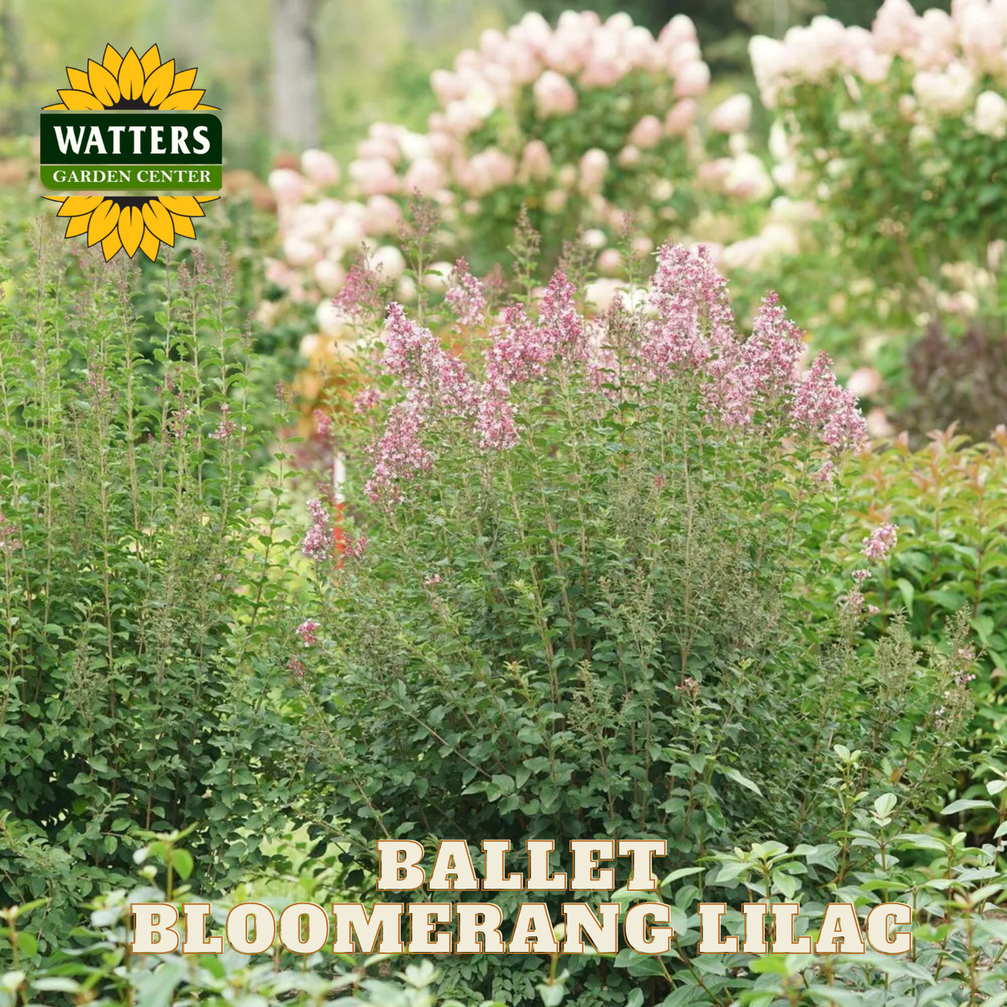 Ballet Bloomerang Lilac plant with Watters Garden Center logo in a garden setting.