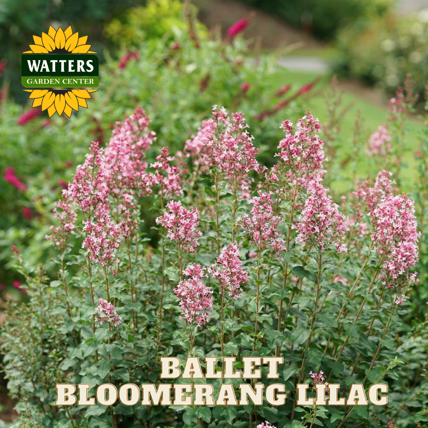 Ballet Bloomerang Lilac plant with Watters Garden Center logo in the background