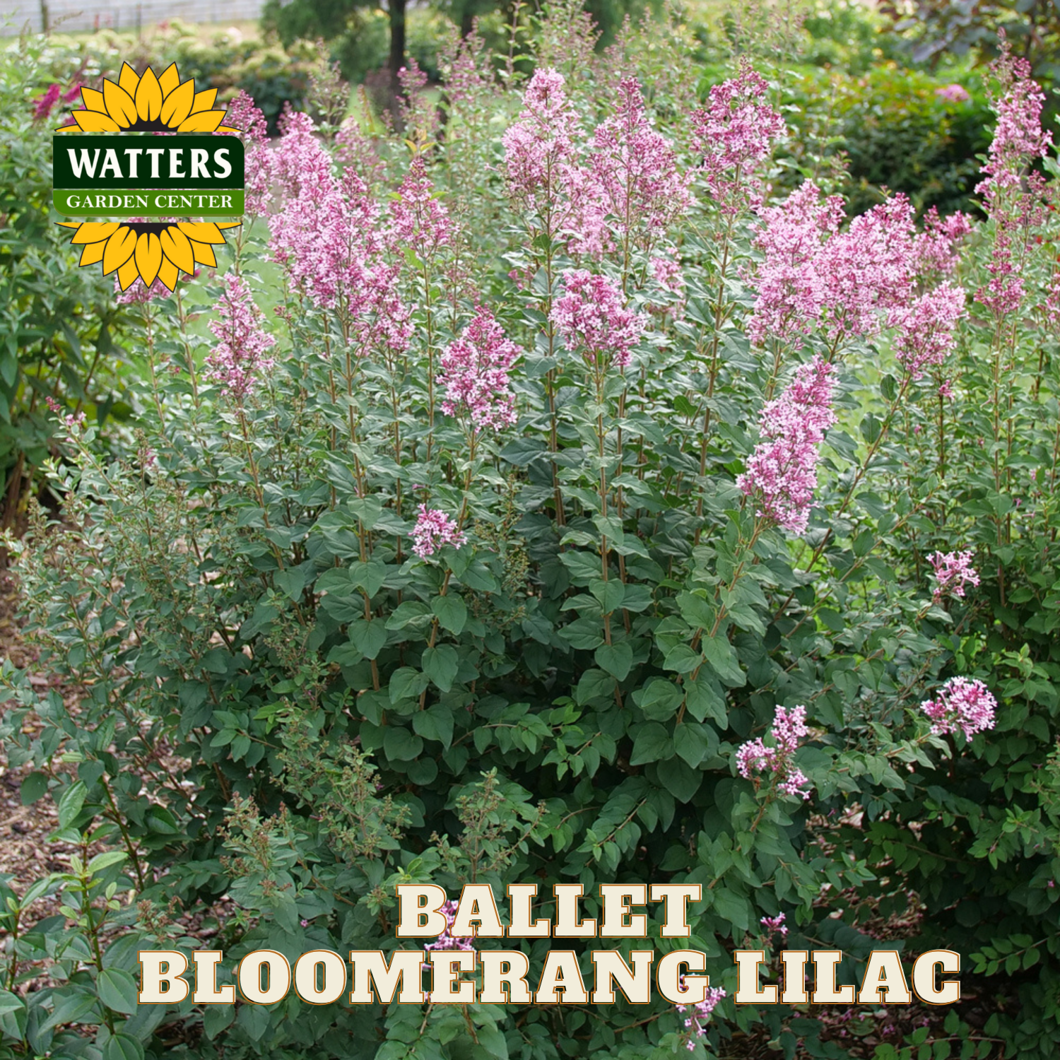 Ballet Bloomerang Lilac plant with Watters Garden Center logo