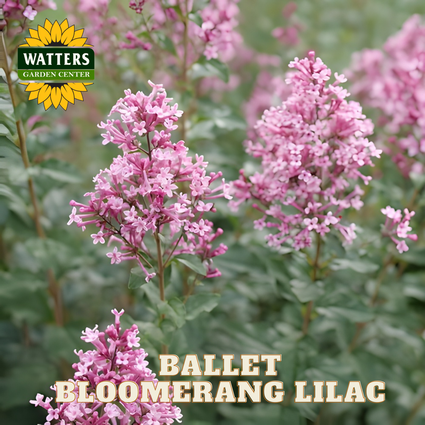 Pink bloomerang lilac flowers with Watters Garden Center logo.