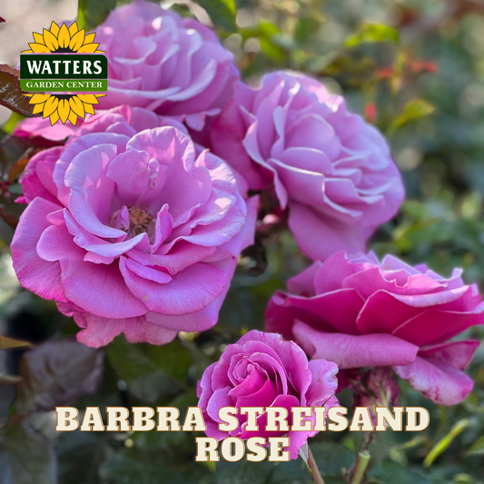 BARBRA STREISAND ROSE 5gal