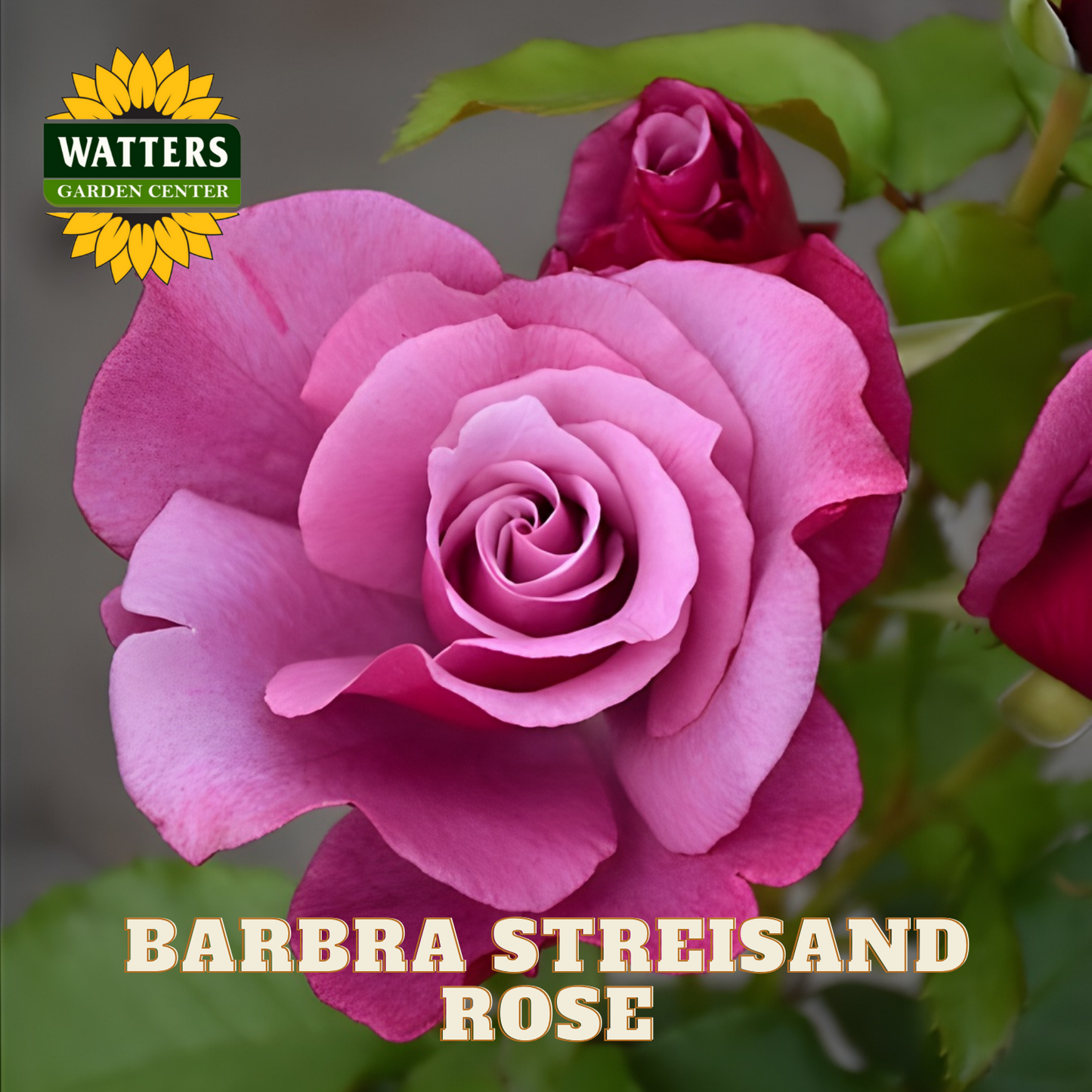 Pink rose with 'Barbra Streisand Rose' text and Watters Garden Center logo.