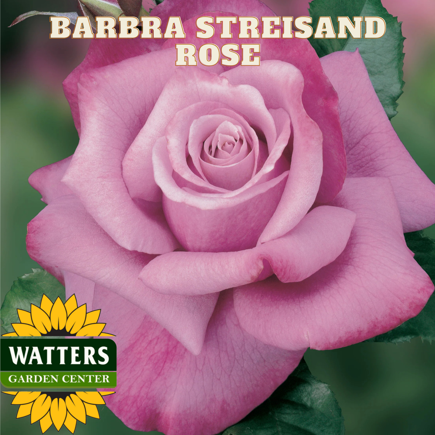 Close-up of a pink rose with 'Barbra Streisand Rose' text and Watters Garden Center logo.