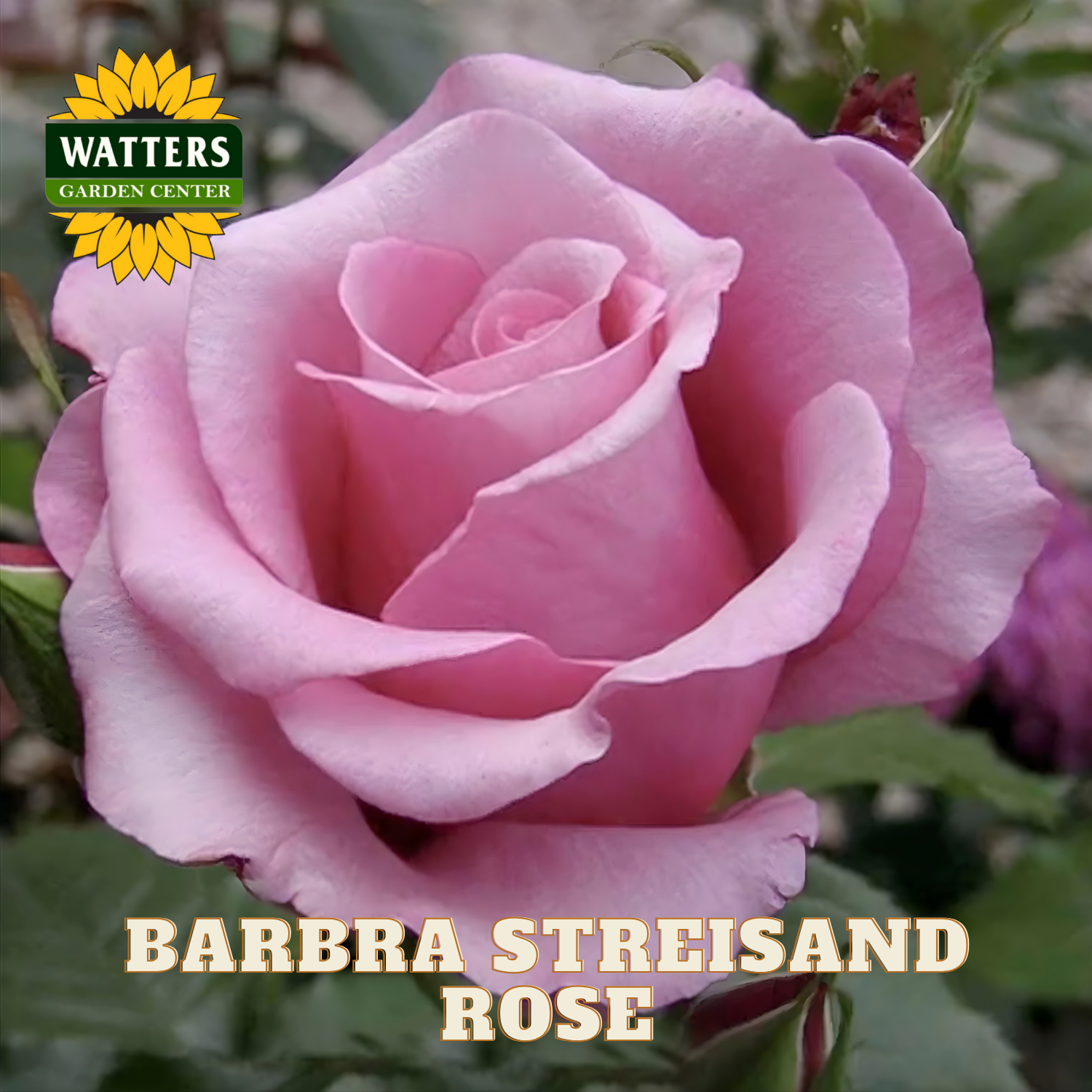 BARBRA STREISAND ROSE 3GAL – Watters Garden Center