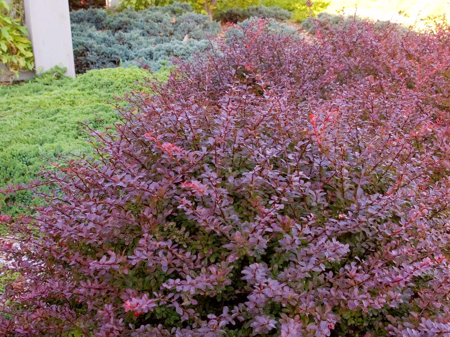 LAVA NUGGET BARBERRY 1gal