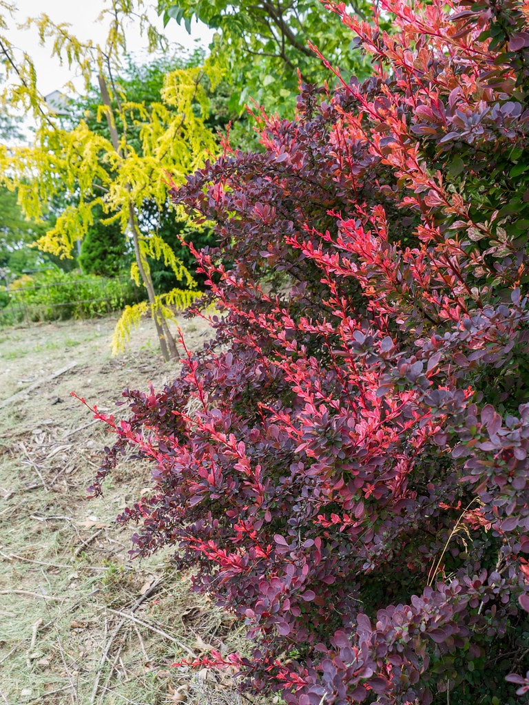 ROSE GLOW BARBERRY 3gal