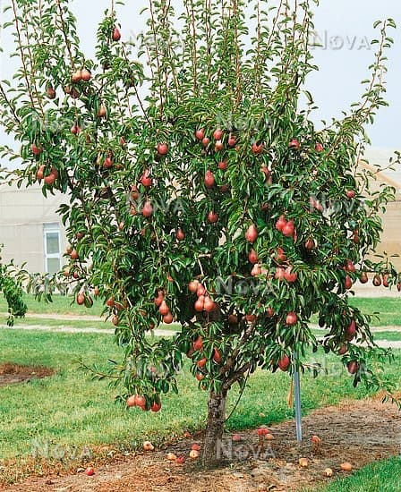RED BARTLETT PEAR TREE 5gal