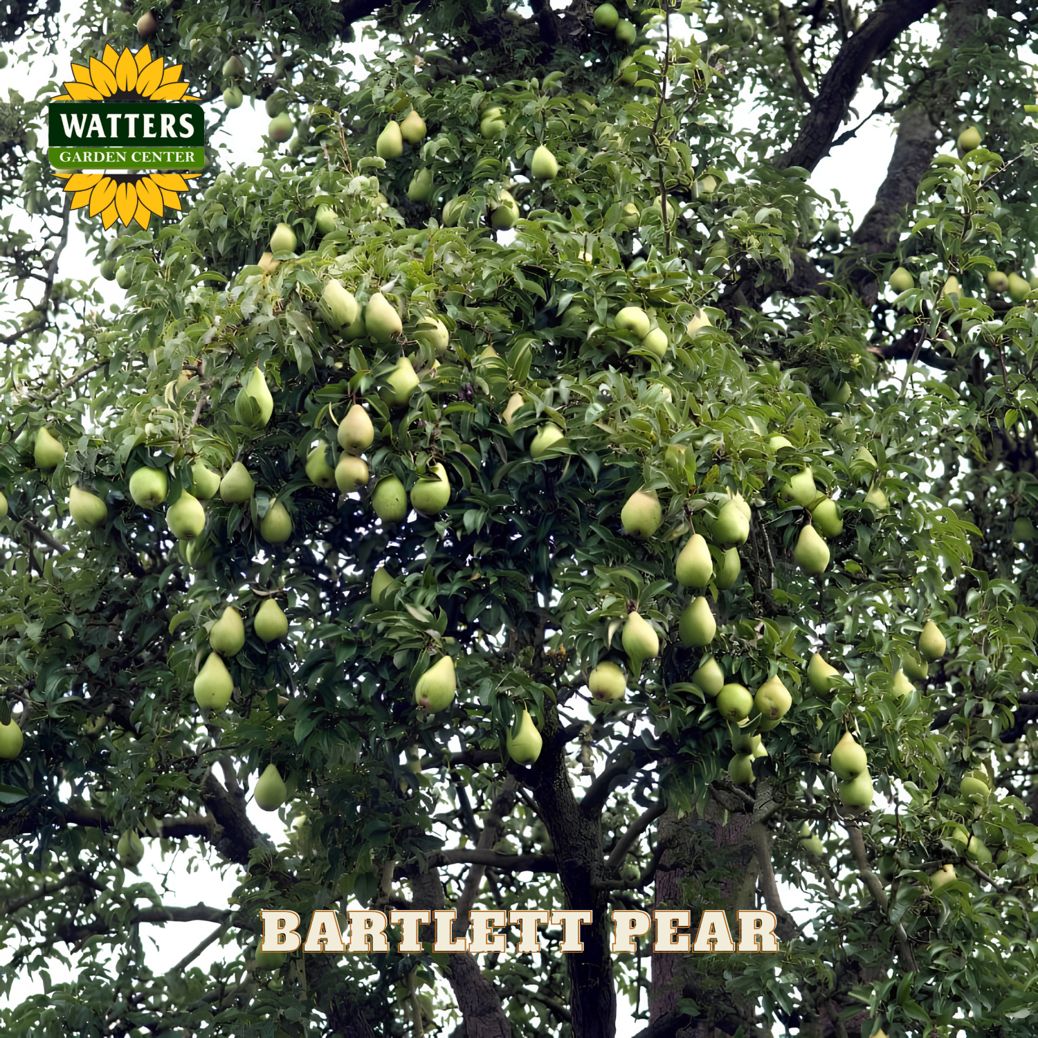 Bartlett pear tree with Watters Garden Center