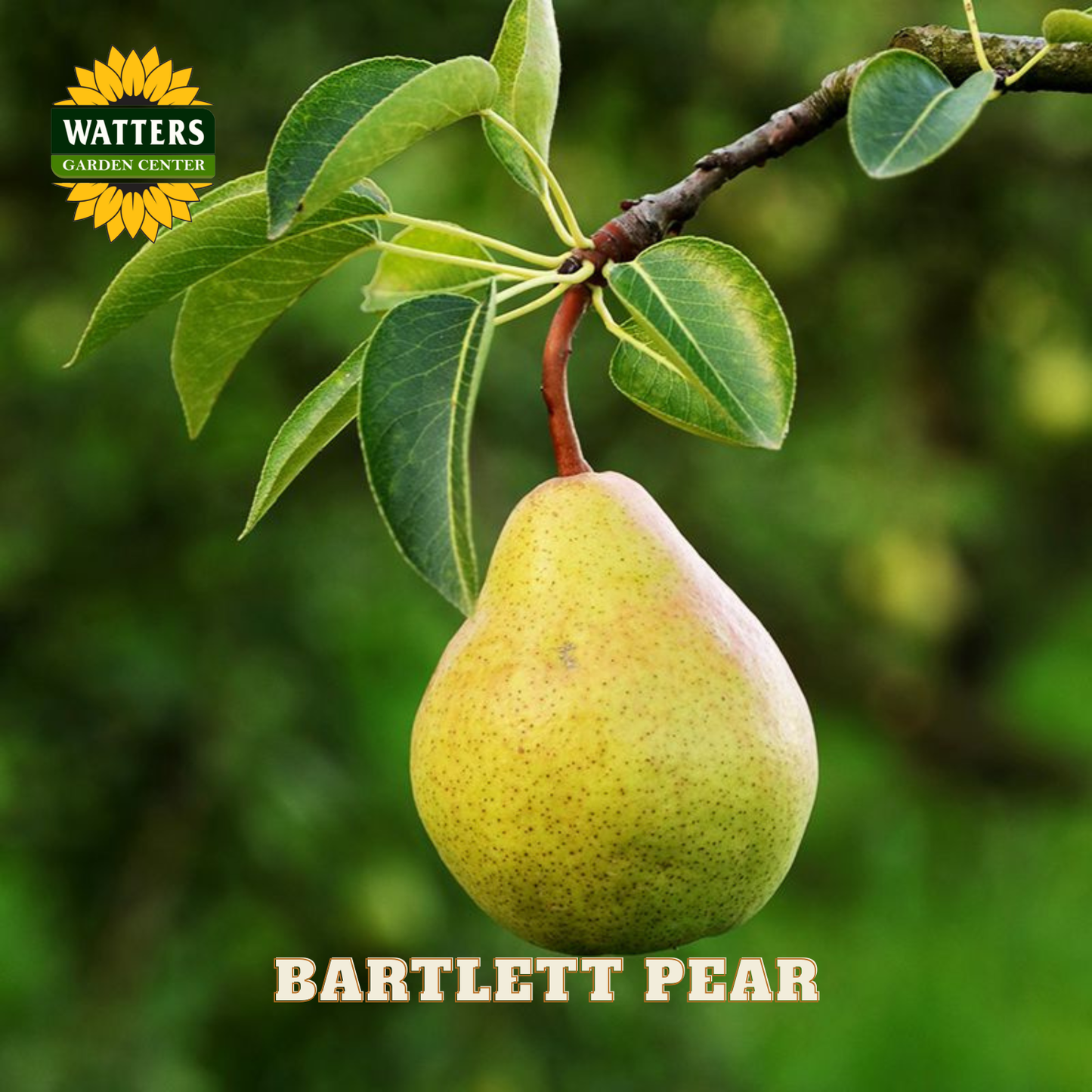 Bartlett pear hanging from a tree branch with Watters Garden Center logo.