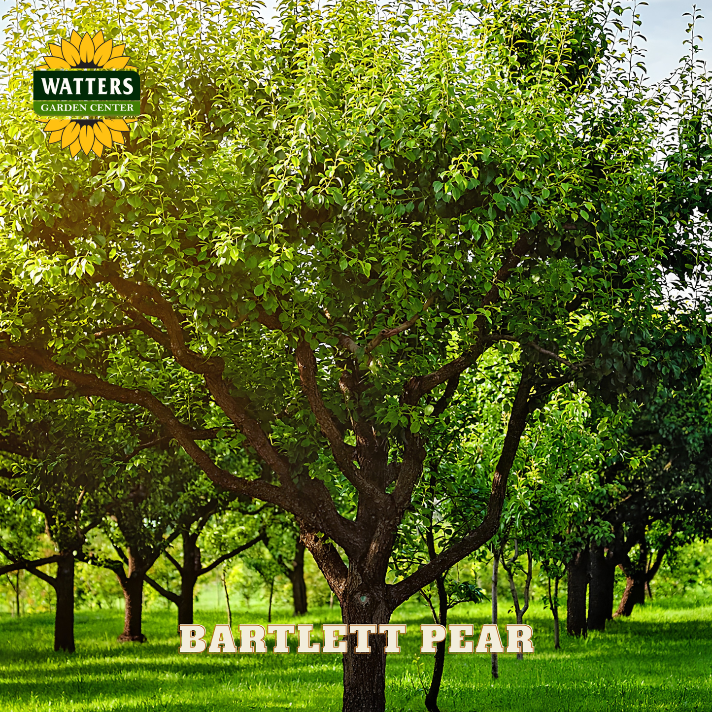 Bartlett pear tree in an orchard with Watters Garden Center branding.