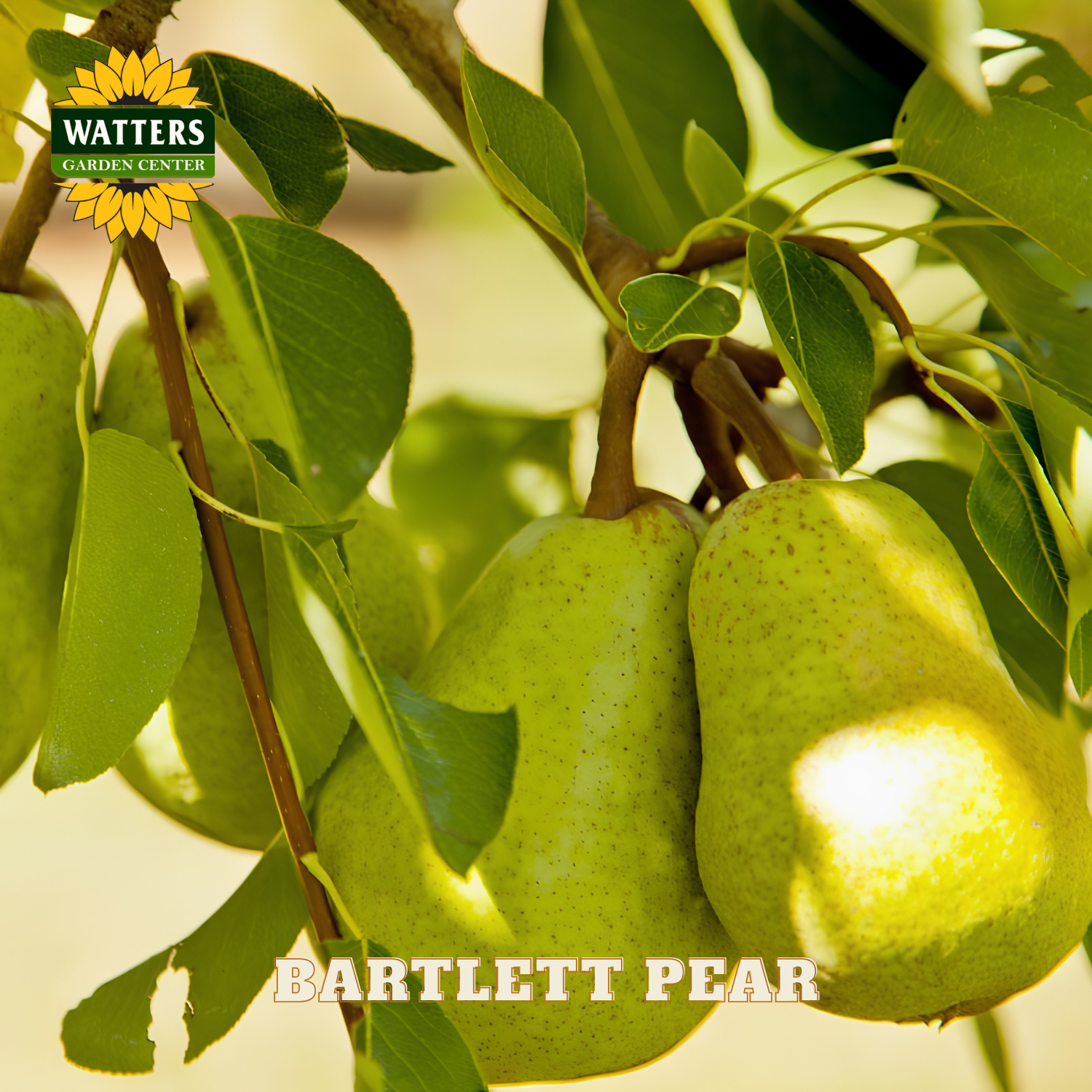 Bartlett pears hanging on a tree branch with Watters Garden Center logo.