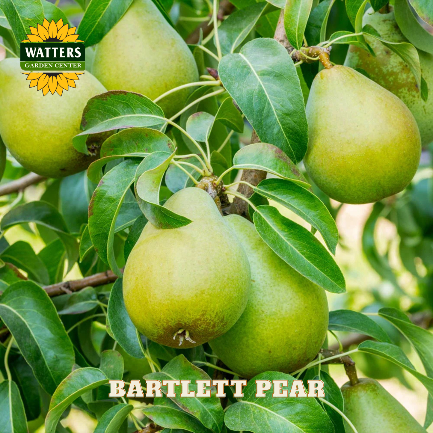 Bartlett pears on a tree branch with Watters Garden Center logo.